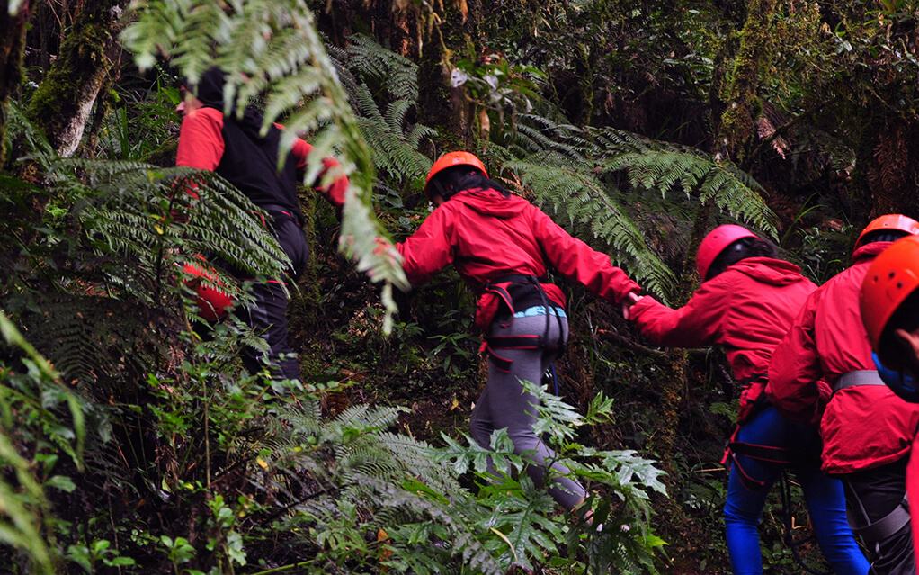 Costa Rica jungle